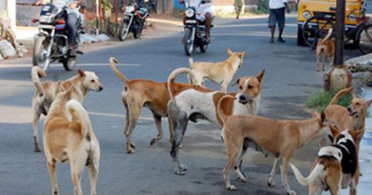 Mohammad Shakeel and his loyal companion Kallu