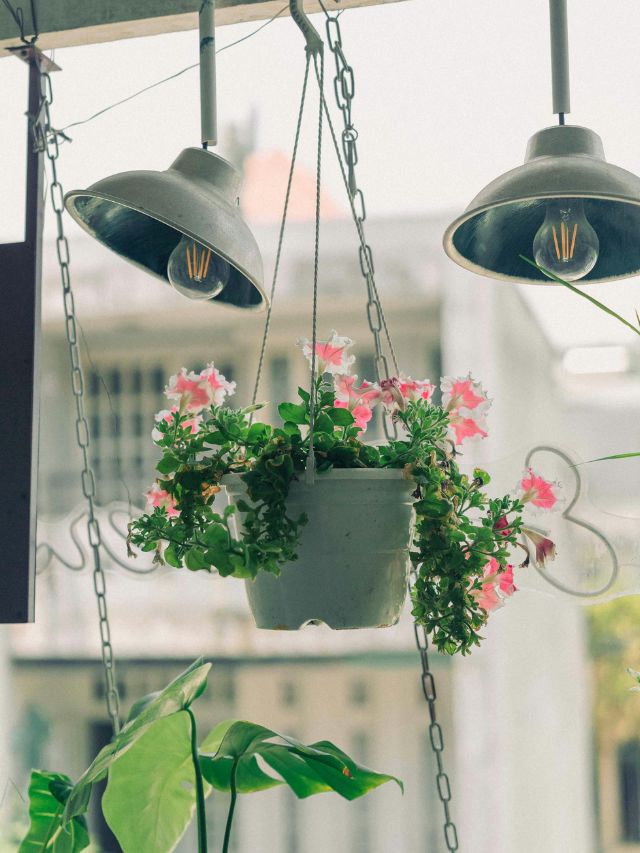 Top 09 Beautiful Hanging Plants To Brighten Your Home